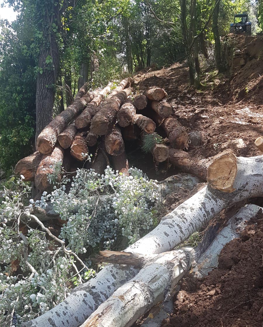 Limpieza forestal Trans Forestal El Panczi